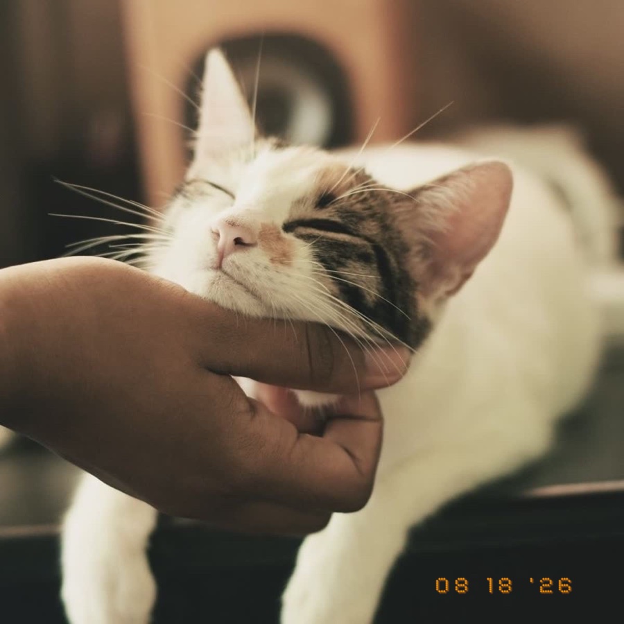 A cat being scratched under the chin with a dot-matrix date