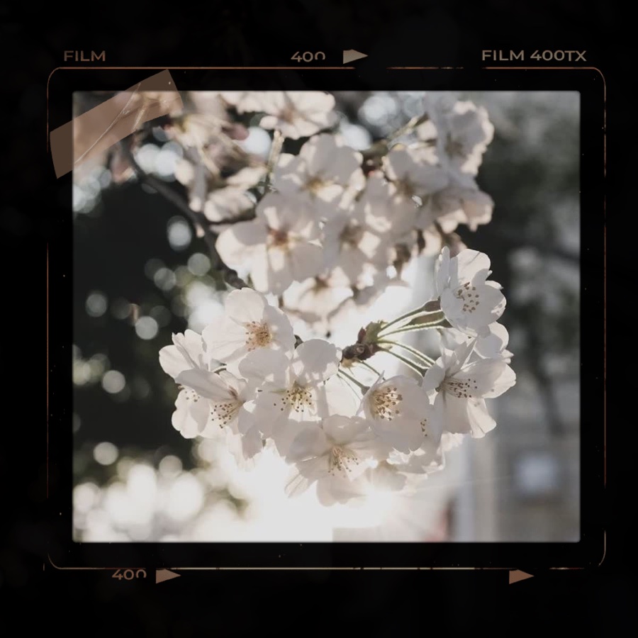 Cherry blossoms inside a 35mm film-frame border